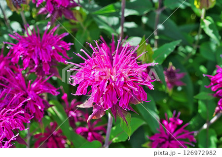 薄紫色のベルガモットの花(夏、六月) 薄紫色のベルガモットの花(夏、六月) 126972982