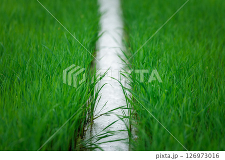 Nature of rice field on rice paddy 126973016