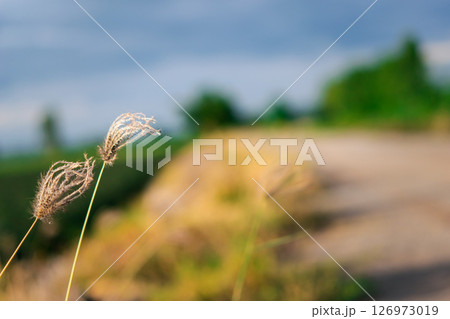 Nature of grass field, flower grass with sunlight 126973019