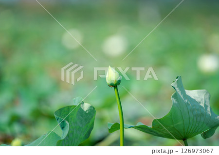 Lotus flower (Lotus or Nelumbo) 126973067