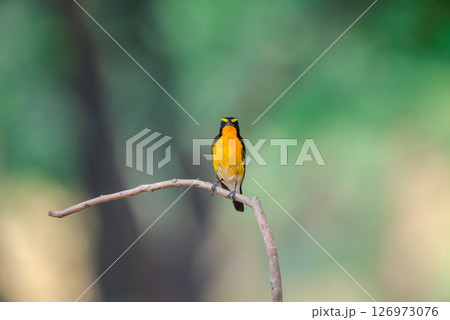 Bird (Narcissus Flycatcher) on tree in nature wild Bird (Narcissus Flycatcher) on tree in nature wild 126973076