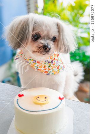 Dog so cute eat a birthday cake Dog so cute eat a birthday cake 126973077