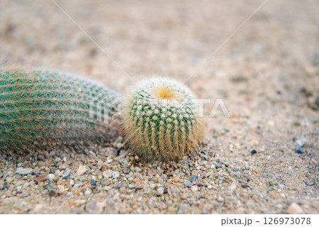Cactus and Cactus flowers popular for decorative Cactus and Cactus flowers popular for decorative 126973078