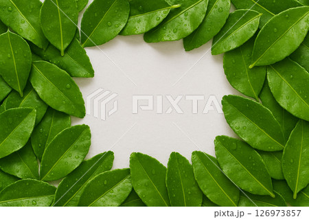 Fresh kaffir lime leaves pile top view Fresh kaffir lime leaves pile top view 126973857
