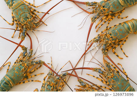 Fresh whole lobster raw top view white background 126973896