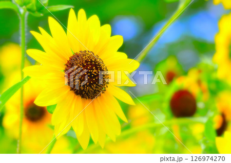 フレッシュイエローの爽やかな向日葵の花 126974270