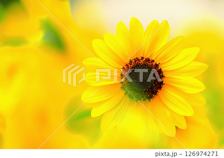 フレッシュイエローの爽やかな向日葵の花 126974271