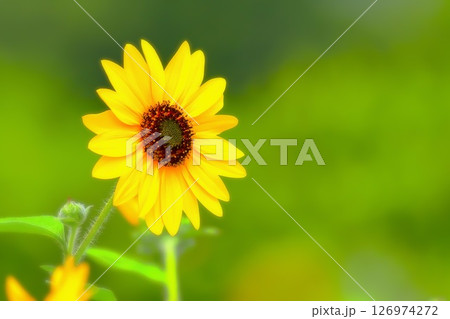 フレッシュイエローの爽やかな向日葵の花 126974272