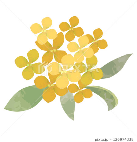 水彩で描いた絵本タッチな黄色いキンモクセイの花 126974339