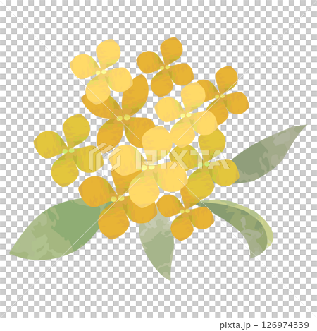 水彩で描いた絵本タッチな黄色いキンモクセイの花 126974339
