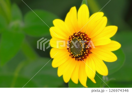 フレッシュイエローの爽やかな向日葵の花 フレッシュイエローの爽やかな向日葵の花 126974346
