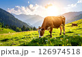 A brown cow grazing in a sunny mountain meadow with other cows and trees in the distance. 126974518