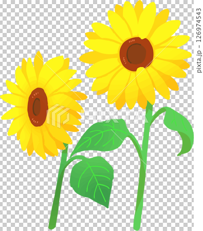 sunflower	 126974543