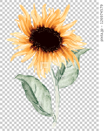 水彩畫向日葵的插圖 126974579