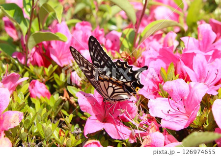 ツツジの蜜を吸うアゲハチョウ ツツジの蜜を吸うアゲハチョウ 126974655