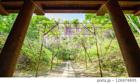 えさし藤原の郷　春　城柵と藤の花　岩手県 126974695