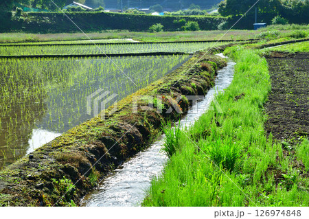 早朝の里　畦道の水路　新緑の田園風景　栃木市大久保町付近 126974848