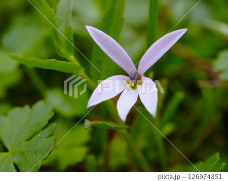 初夏の荒川河川敷に咲くミゾカクシの白い花 126974851
