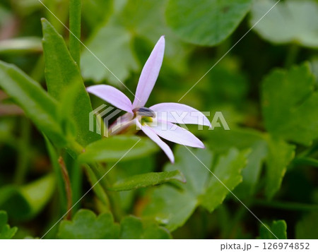 初夏の荒川河川敷に咲くミゾカクシの白い花 126974852