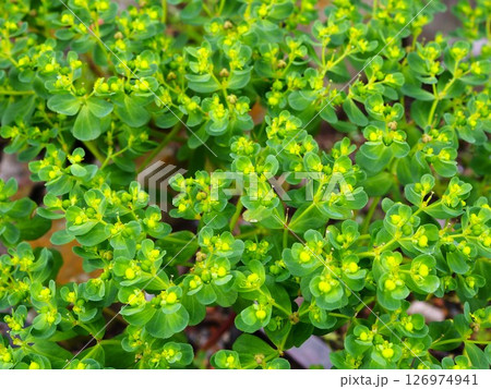 街の空き地に群生するトウダイグサ 126974941