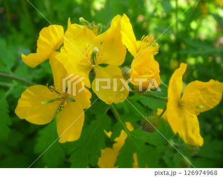 クサノオウ 126974968