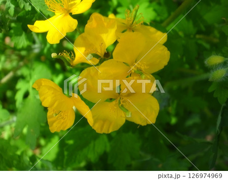 クサノオウ 126974969