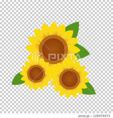 向日葵の花 126974973