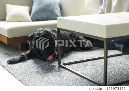 愛犬とくつろぐ男性　 126975152