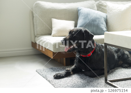 愛犬とリビングでくつろぐ男性　 126975154