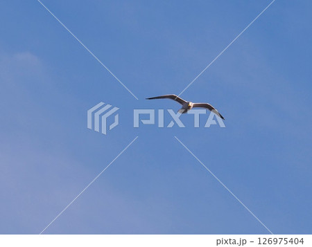 青空をバックに飛ぶセグロカモメ 青空をバックに飛ぶセグロカモメ 126975404