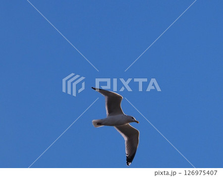 青空をバックに飛ぶセグロカモメ 126975407