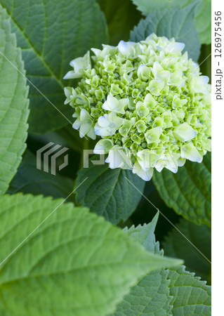 咲き始めの紫陽花の花 126975456