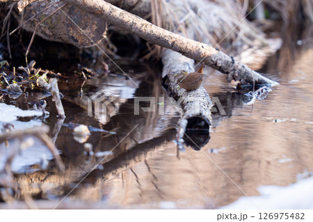 水辺の枝にとまって餌を探しているミソサザイ 126975482