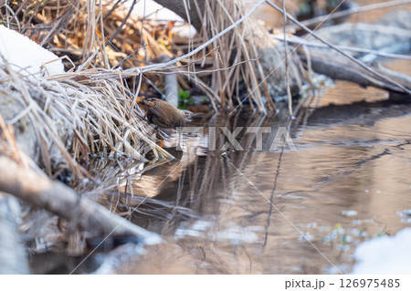 水辺で餌を探しているミソサザイ 126975485