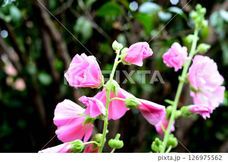 タチアオイ　ピンク色の花 126975562