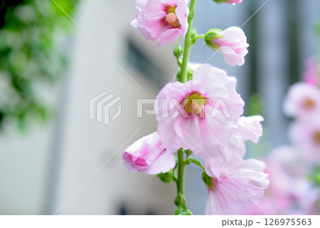 タチアオイ　ピンク色の花 126975563