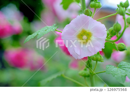 タチアオイ　ピンク色の花 126975568