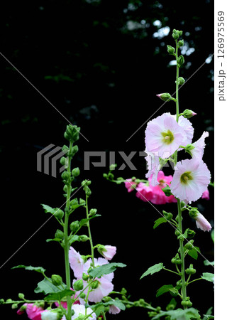 タチアオイ　ピンク色の花 126975569