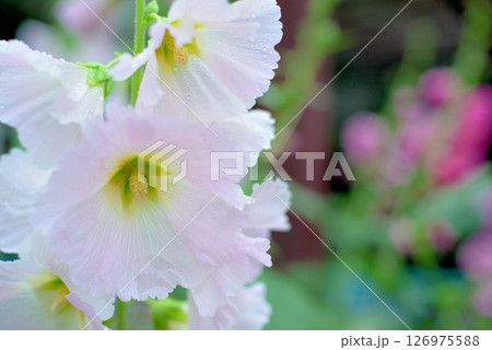 タチアオイ　ピンク色の花 126975588