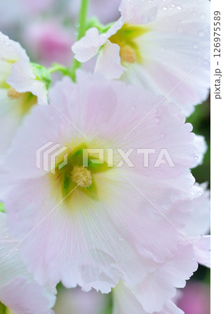 タチアオイ　ピンク色の花 126975589