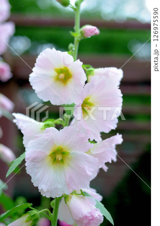 タチアオイ　ピンク色の花 126975590