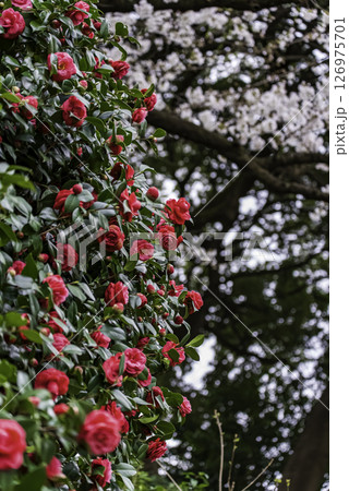 満開の椿と桜 126975701