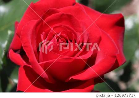 バラ バラ 126975717