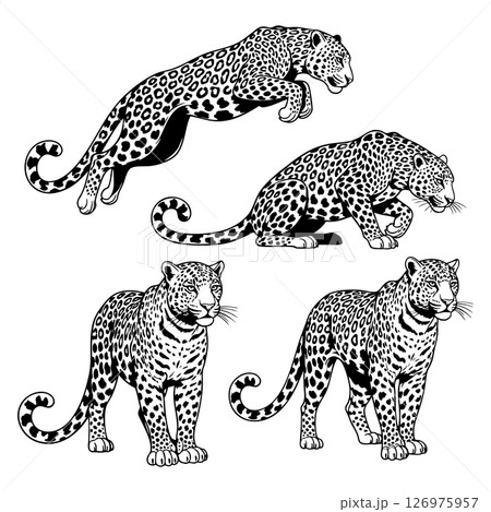 Set of leopard illustrations in various poses leaping, crouching, and standing. Ideal for wildlife themes, tattoos, prints, and educational use.  Animals. 126975957