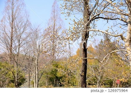 ハクモクレンの花芽 126975964