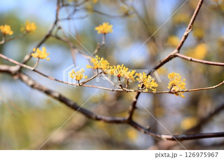 満開　サンシュユの花 126975967