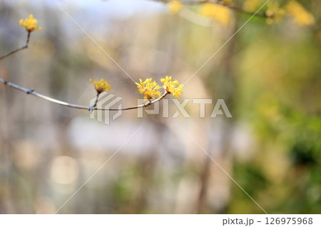 満開　サンシュユの花 126975968