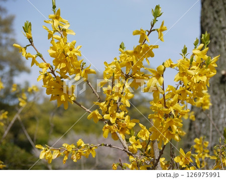 公園に咲くレンギョウの花 126975991