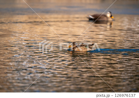 公園の池で羽を休めているハシビロガモ 公園の池で羽を休めているハシビロガモ 126976137