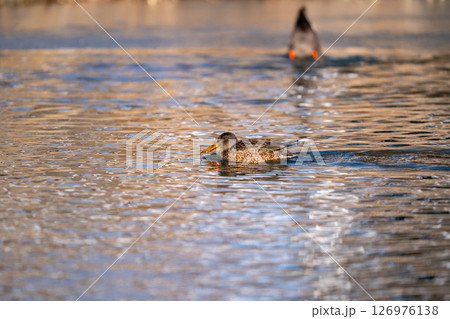 公園の池で羽を休めているハシビロガモ 公園の池で羽を休めているハシビロガモ 126976138